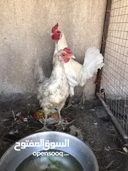  5 دجاجات عرب 2كرك