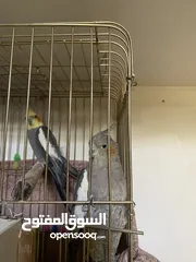  2 بسم الله ماشاءالله جوزين جوز حبشي الطيره أليفه جدا الفحل بدو شويت متابعه الجوز شغالات ومكفولات ج