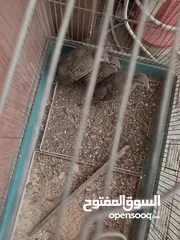  5 دجاج للبيع