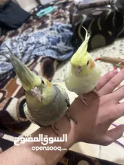  2 جوز كوكتيل بصلاة على النبي فل جانبو اليفات جدأ للبيع للبيع