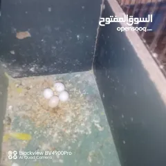  4 بادجي طيور حب