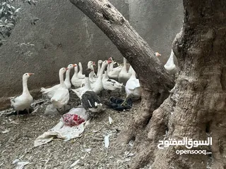  2 إوز ابيض للبيع