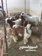  3 للبيع جدايه تابع الوصف