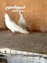  9 فحول وطواير للبيع