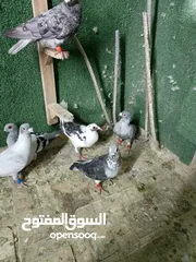  11 طيور حمام بسعر حرق 2