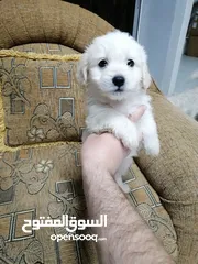  11 انثى فرنش تيرير عمر شهرين   puppy 2-months female - French Terrier