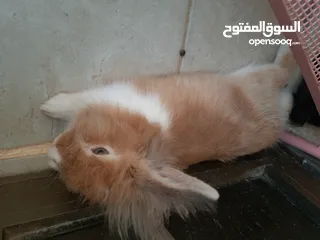  12 ارانب  lion head ذكور نوعهم راس الاسد Rabbits