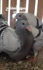  6 زغاليل لبيع حجم كبير طازج صحه ونظافه  فيه امكانيه الذبح والتنظيف والتوصيل