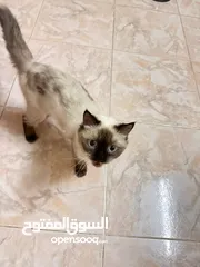  3 هيمالايا للبيع