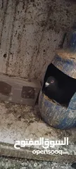  2 حمام مشكل عند صورهن