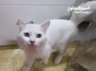  4 قطط شيرازيه للبيع