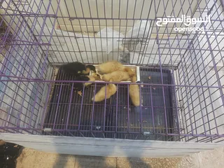  1 قفص حجم كبير يصلح للقطط اوالكلاب  او طيور