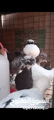  5 صيصان فرح ذيبا عمر من اسبوع لغايه شهرين ويوجد صيصان براهمي بف عمر شهرين