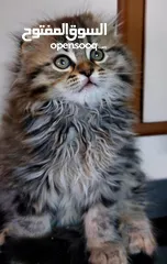  2 سكوتش فولد  قطة انثى شهرين  مدربة على اللتر بوكس