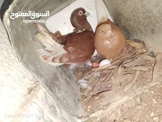  26 حمام جواز بصلات على نبي الحبه ب دينارين واغلبو تحتيو فراخ وبيض