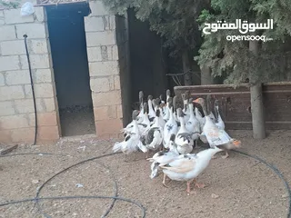  1 وز شغالة للبيع