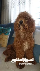  22 جراء بوميريان اصغر حجم تيكب