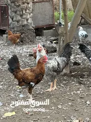  7 ديكه فرنسيه