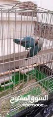  3 موجود جوز فيشر برو