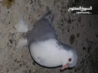  15 4 جواز شغاله  وفحل مكفوله للبيع دون الفراخ 35 دينار كوم