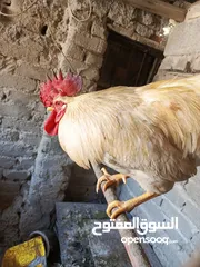  2 بيع ديوك دواجن