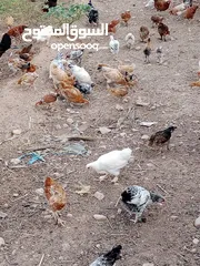  20 دجاج محلي مهجن من ديوك كوشن العملاق للبيع