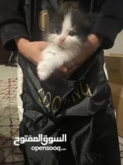  7 قطط شيرازي