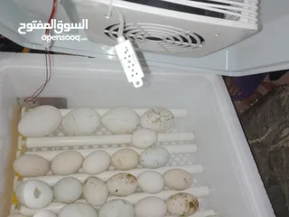  4 فقاسة الكترونيه للبيع  