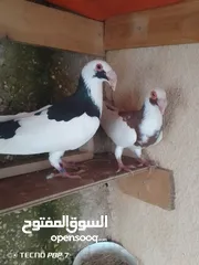  4 جوز اسكندروني