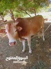  2 ثور عماني تربية مزرعه