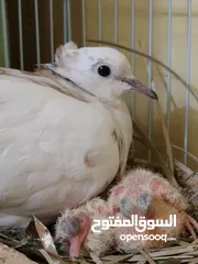  5 حمام فاخت اليف