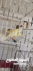  4 افراخ ومخاليف كناري للبيع