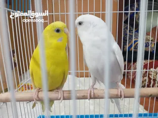  2 Budgies / love birds