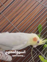  2 فحل كوكتيل