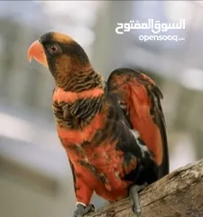  1 ذكر ببغاء لوري دسكي