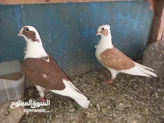  4 زوج طيور مخاليف ارافل شرط النضافه والصحة 