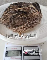  2 صيصان فري 15قرش الحبه