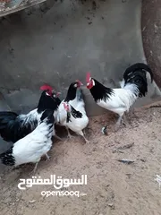  2 السلام عليكم   متوفر  بعون  الله  بيض  ملكي  ابيض   للبيع