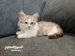  2 قطط متاحة:
