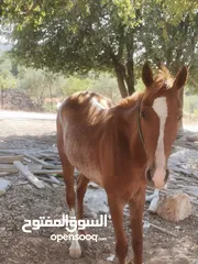  3 مهر نخب بصلات هادي اهدا من النعجه  على النبي كلشي موضح بل صوره على الركوب نار