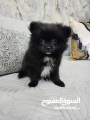  5 Mini Pomeranian puppies