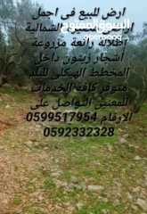  1 أرض للبيع في نابلس / عصيرة الشمالية حوض واد الصياد مزروعة زيتون متوفر كافة الخدمات اطلالة رائعة