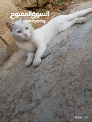  18 قط ابيض جميل جدا مع عينان زرقاوان و حالته الصحية جيدة و هادا و مرح وكن غير مدرب
