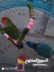  2 متاح جوز روز للبيع و جوز حب هوقو رومو فل وردات