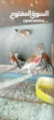  2 متوفر  طيور  خضري    +  متوفر  طيور  تفحي