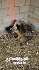  10 دجاج الكوشن العملاق