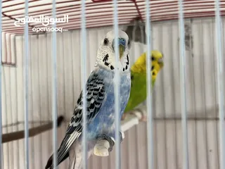  1 عصافير حب ً