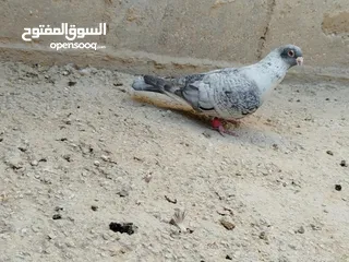  9 حمام طواير وفحول نخب النخب شغالات ميه بالميه في فحول كش بيهن