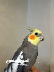  9 ببغاء كوكتيل اليف مدرب عند افضل مدربين ببغاء