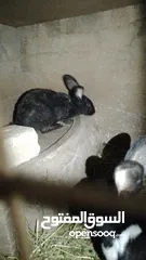  1 جوز ارانب يا صلاة النبي عليهم شغلات لسه باول خيرهن للبيع او للبدل
